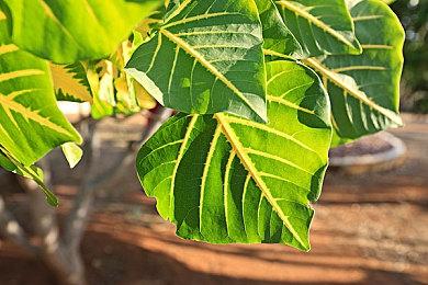 《怪物猎人：荒野》武器设计大赛开启 大奖作品游戏实装